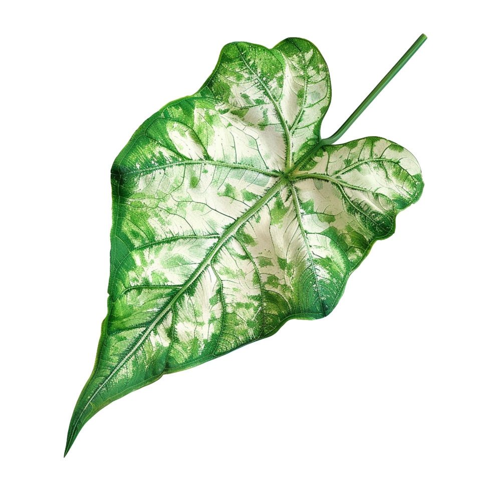AI generated Caladium leaf isolated on transparent background png