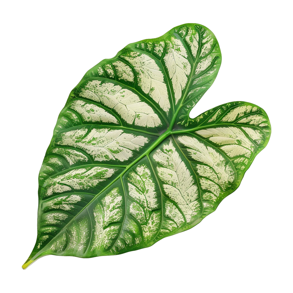 AI generated Caladium leaf isolated on transparent background png