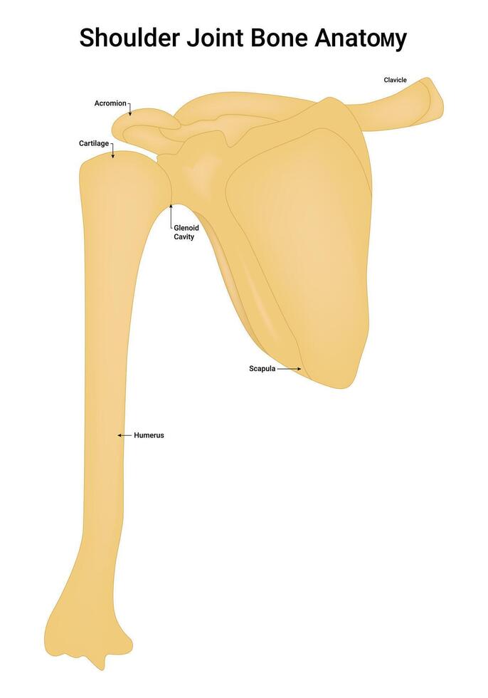 Shoulder Joint Bone Anatomy Science Design Vector Illustration Diagram