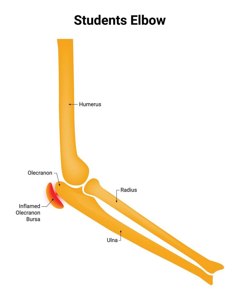 Students Elbow Science Design Vector Illustration Diagram