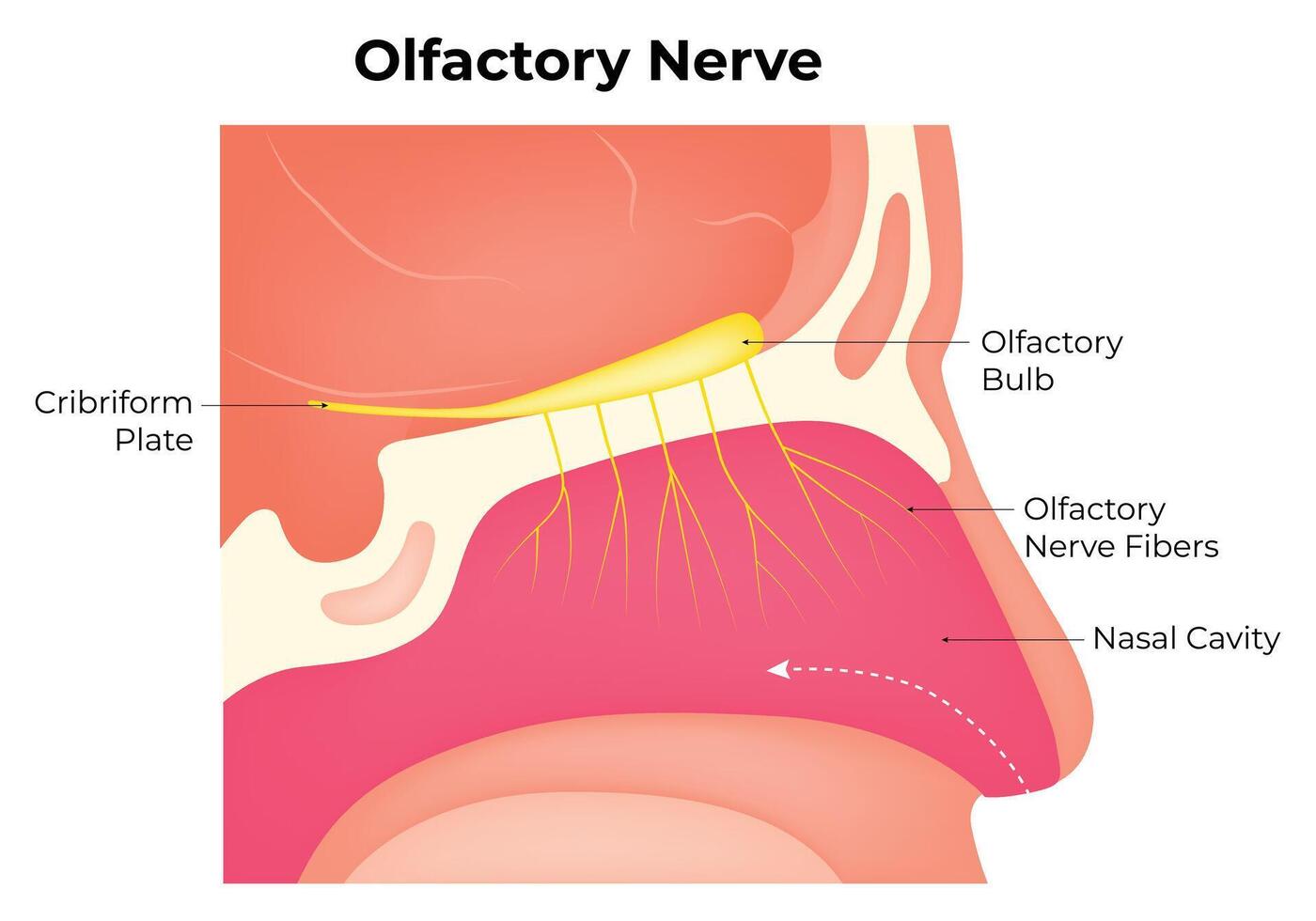 Olfactory Nerve Science Design Vector Illustration Diagram