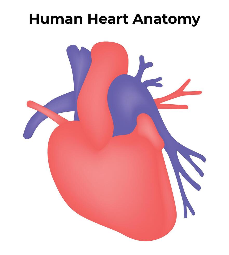 humano corazón anatomía Ciencias diseño vector ilustración diagrama