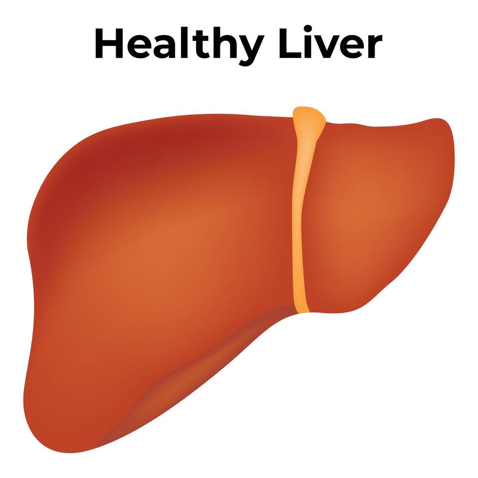 Healthy Liver Science Design Vector Illustration Diagram