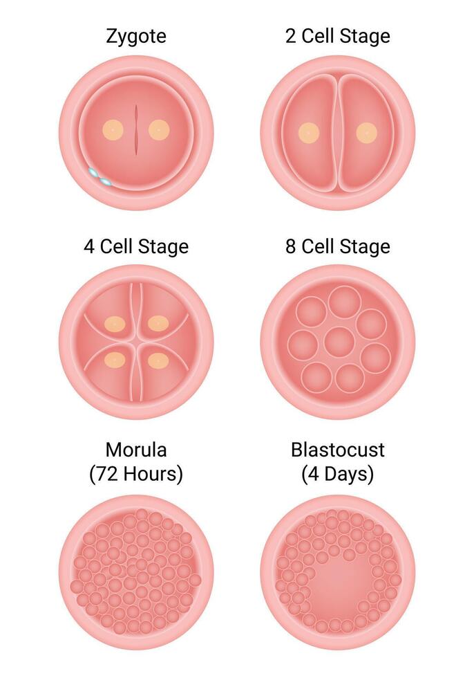 Zygote Cell Stage Science Design Vector Illustration Diagram