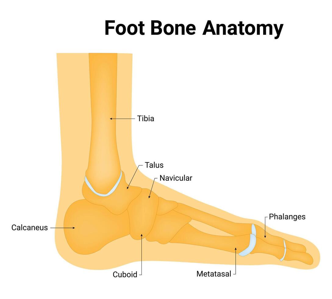 Foot Bone Anatomy Science Design Vector Illustration Diagram