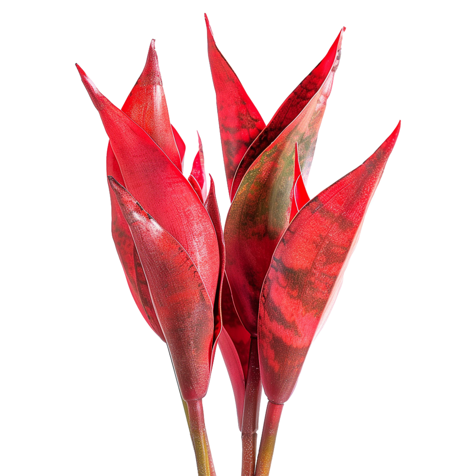 AI generated Snake plant isolated on transparent background png