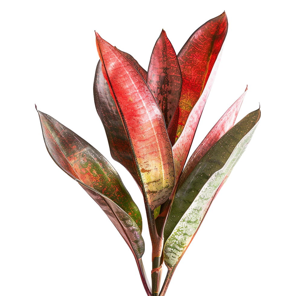 AI generated Snake plant isolated on transparent background png