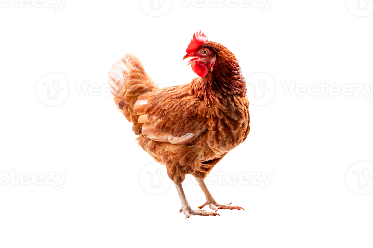 Chicken, Full body of brown chicken hen standing isolated transparent background, Laying hens farmers concept, PGN File png