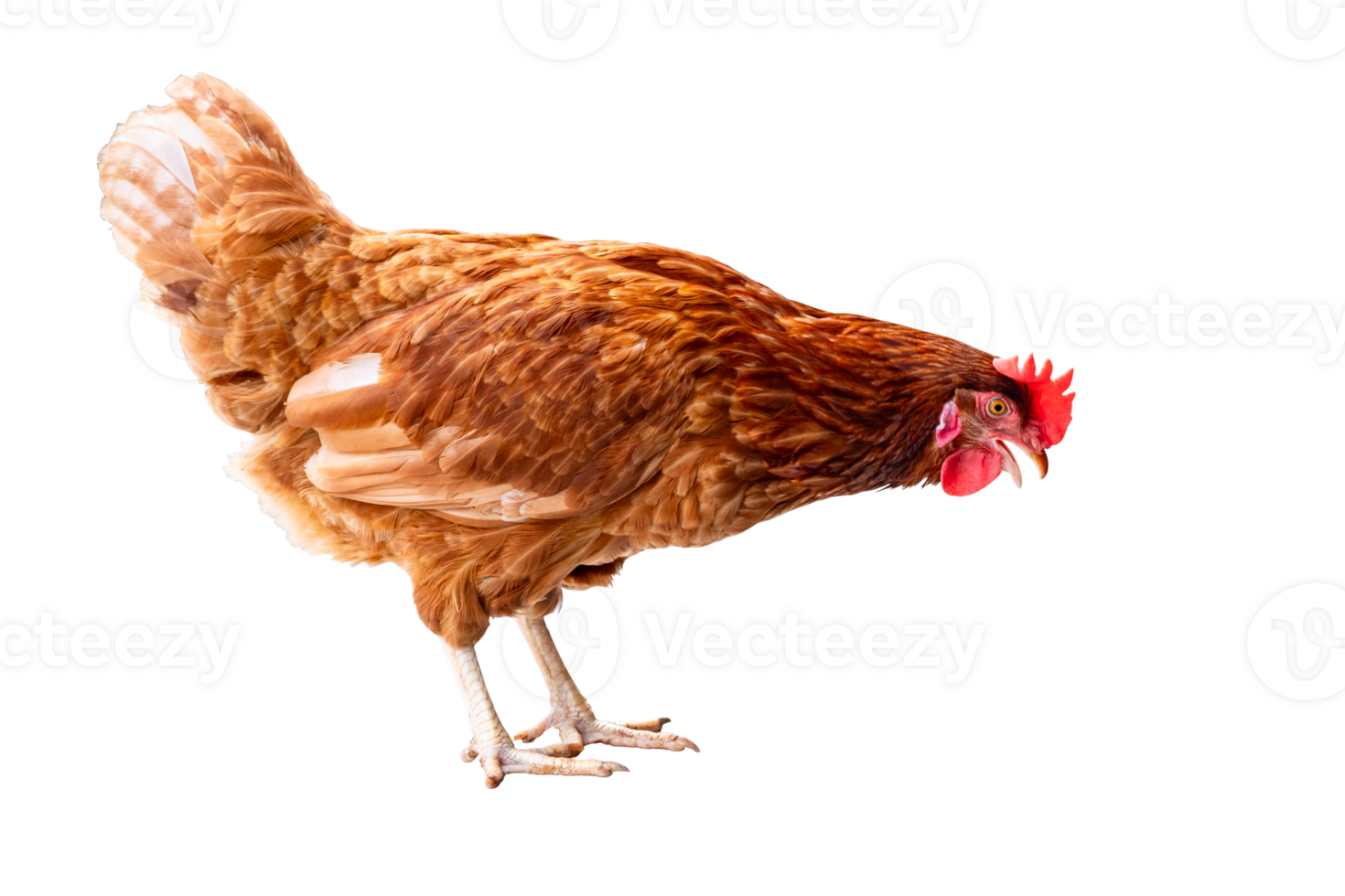 Chicken, Full body of brown chicken hen standing isolated transparent background, Laying hens farmers concept. PNG File