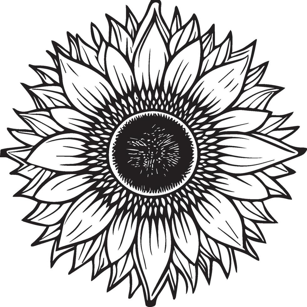 Sunflower coloring pages. Sunflower outline vector