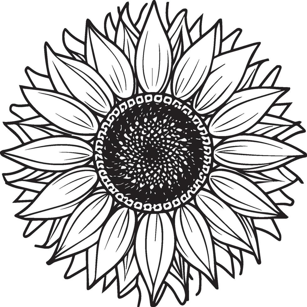 Sunflower coloring pages. Sunflower outline vector