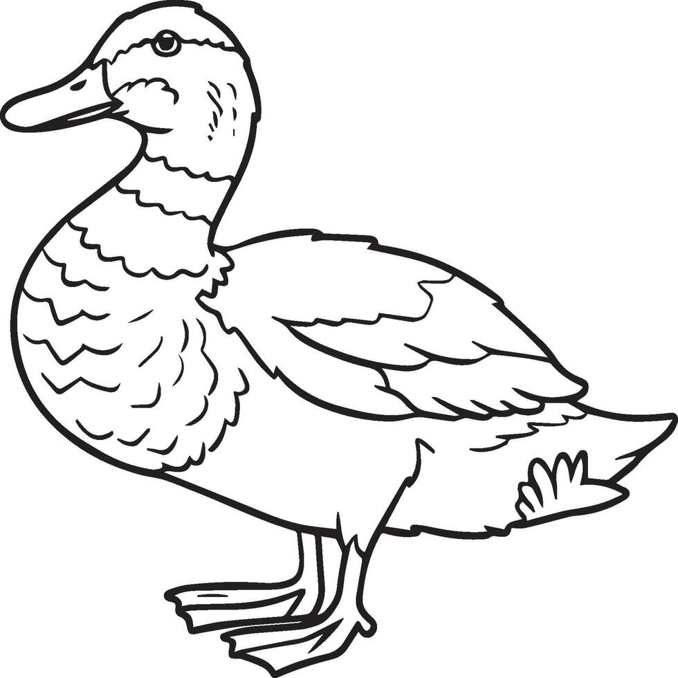 Duck coloring pages. Duck outline vector for coloring book