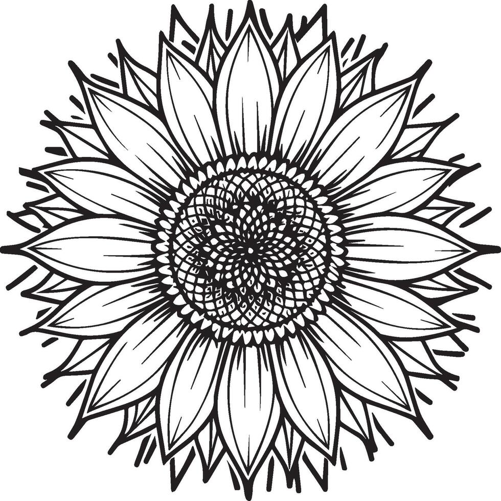 Sunflower coloring pages. Sunflower outline vector