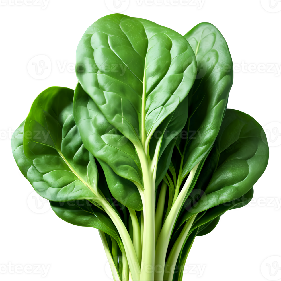 AI Generated Spinach A lush bundle of fresh spinach leaves, isolated on transparent background png