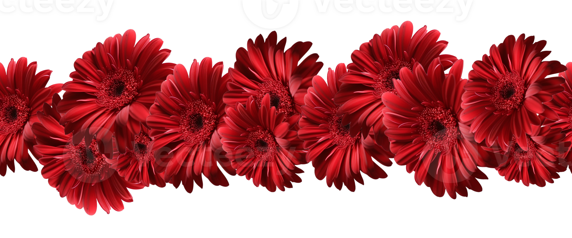 AI generated A beautiful red gerbera flower on a white background. A border from the collection of flowers for ribbon design. png