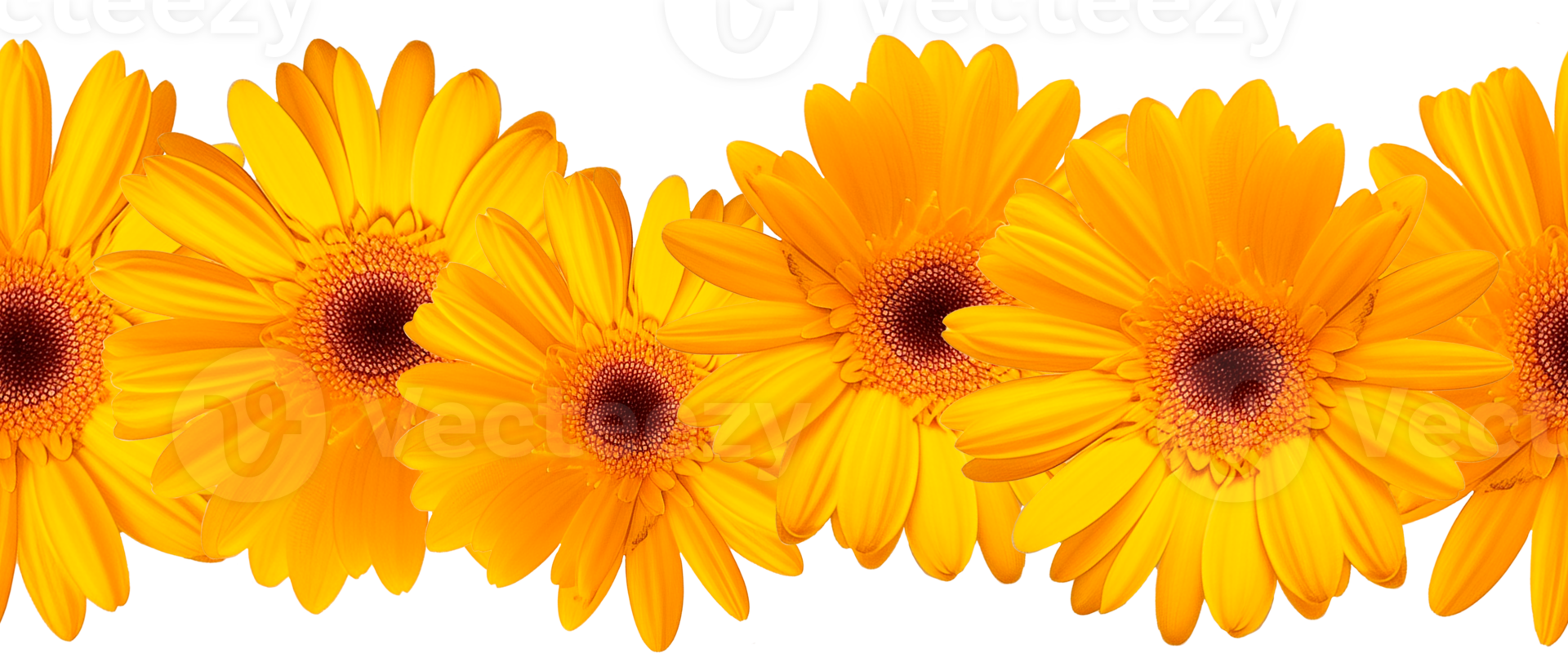 AI generated Beautiful yellow gerbera flower on a transparent background. Border from the collection of flowers for decorating ribbons. png
