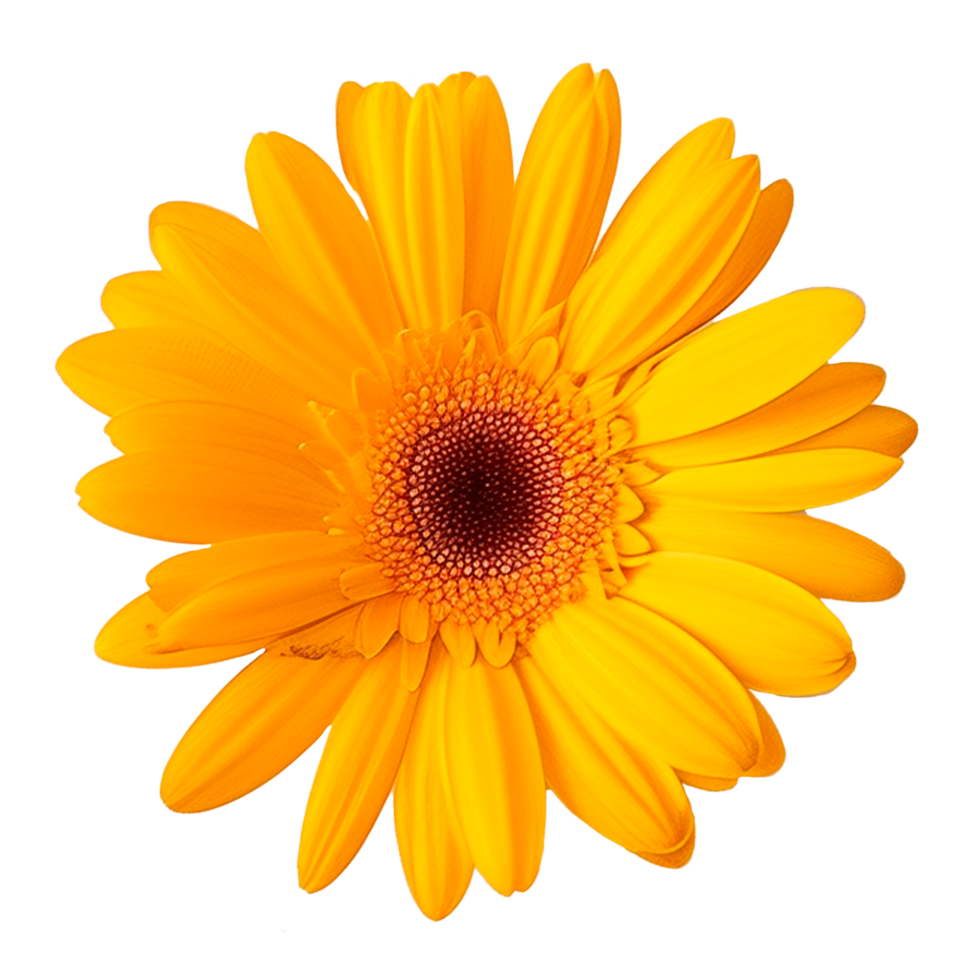 ai generato bellissimo giallo gerbera fiore su un' trasparente sfondo. un' delicato fiore è scolpito. png