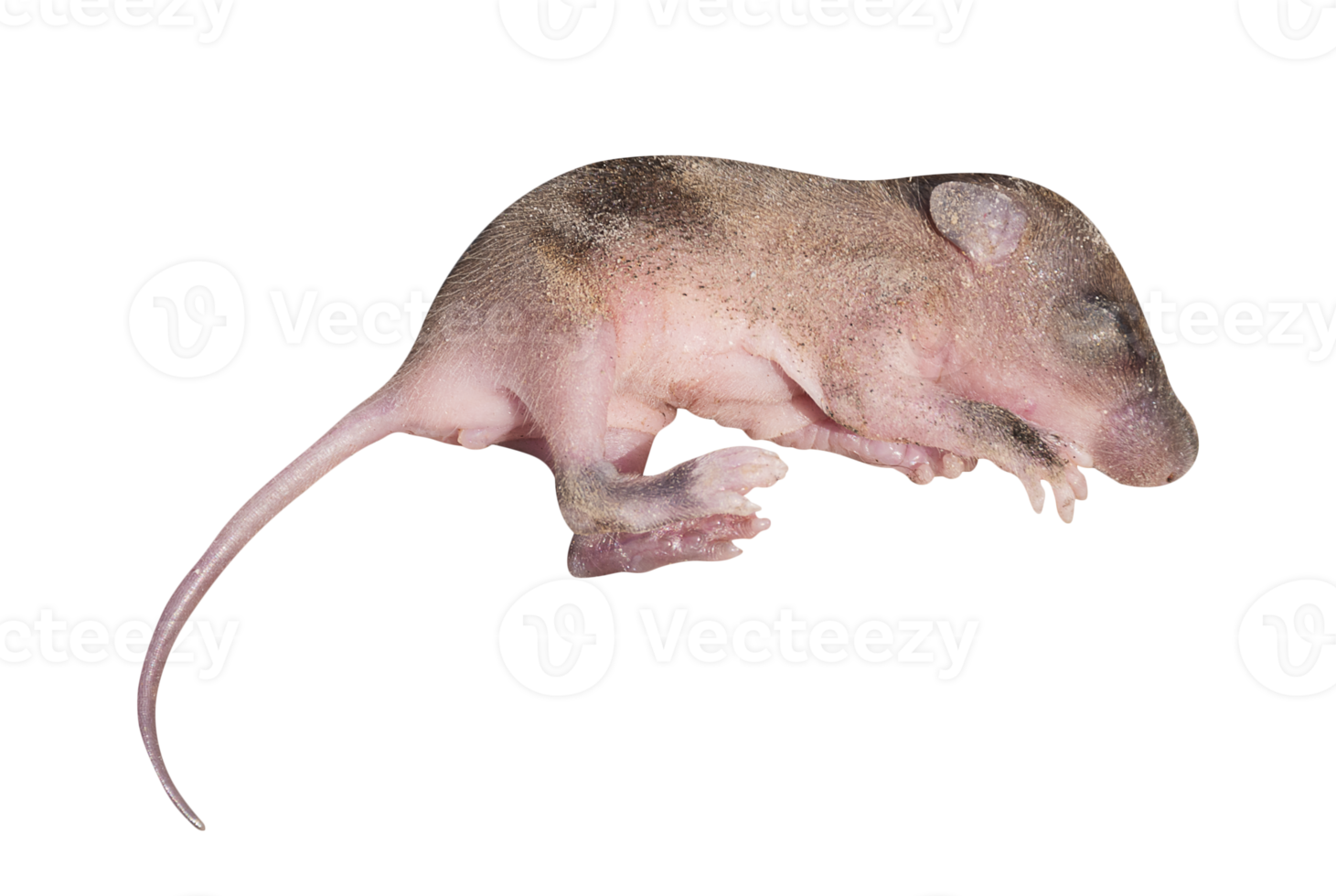 Baby rat PNG