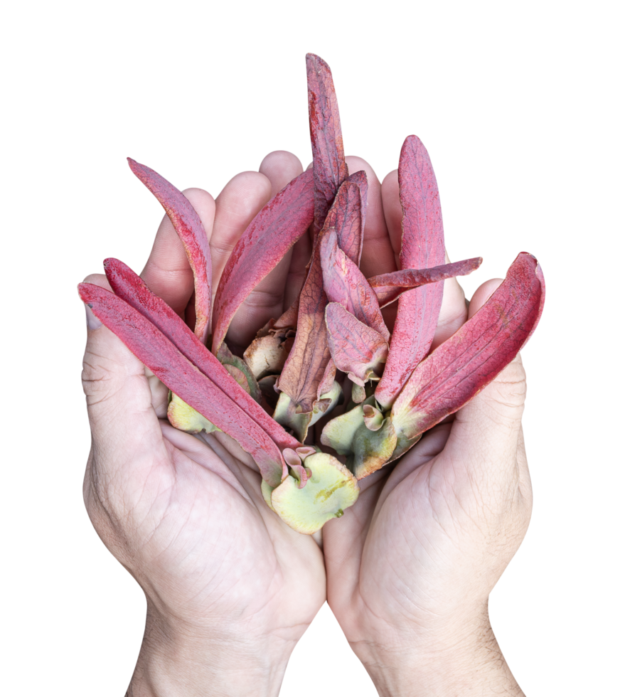 Yangna fruits on hand png