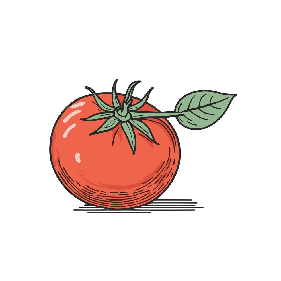 tomate acortar Arte vector ilustración