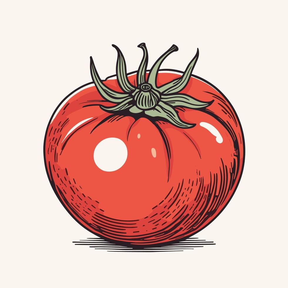 tomate acortar Arte vector ilustración