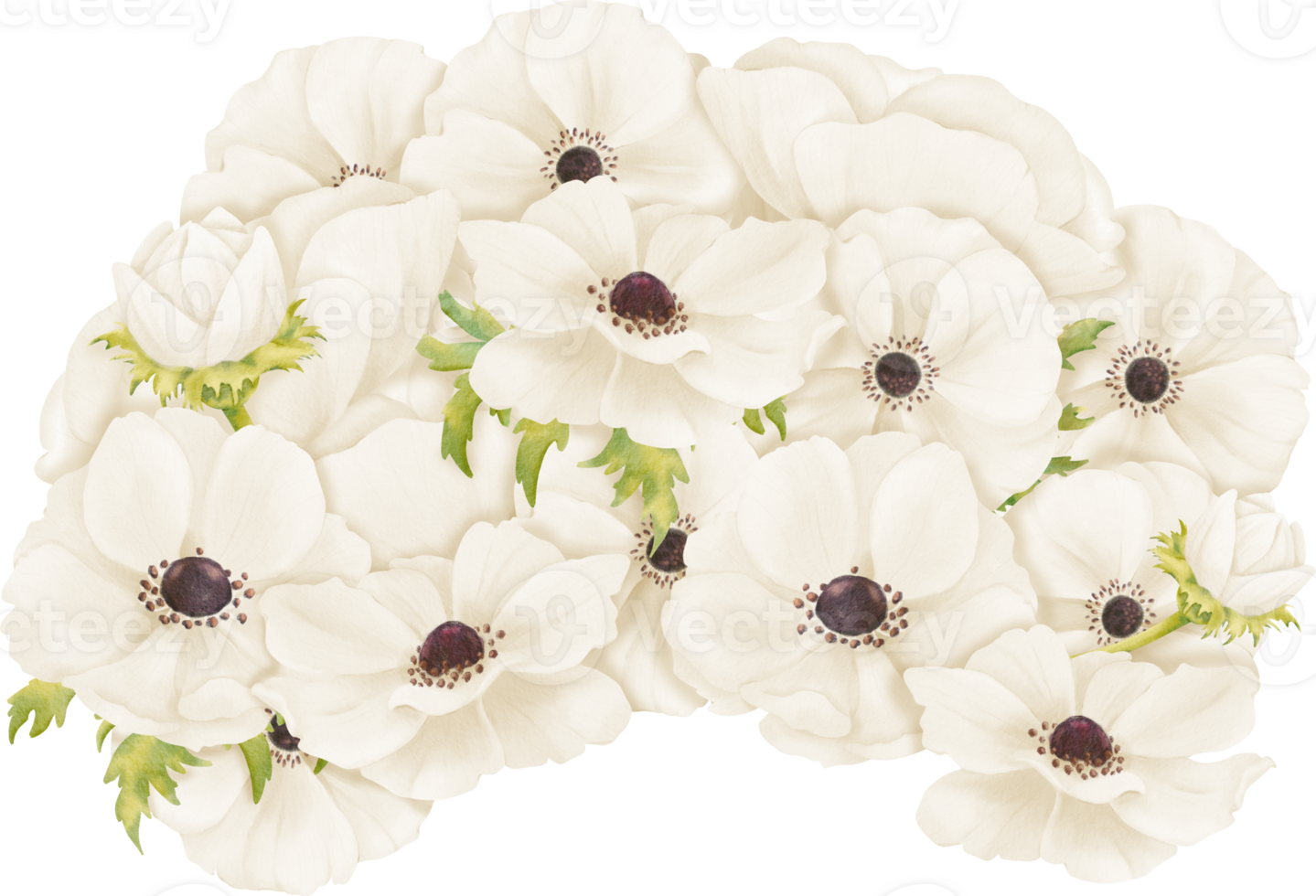 illustration featuring white anemones arranged in a composition. This artwork is for use in greeting card designs, web design, advertising png