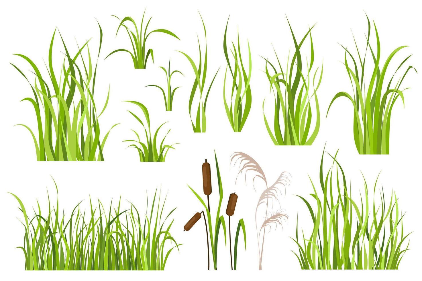 Cane and reed plant set graphic elements in flat design. Bundle of green grass of sedge, cattail, swamp herbs, other marsh grass for wetland landscape decoration. Vector illustration isolated objects