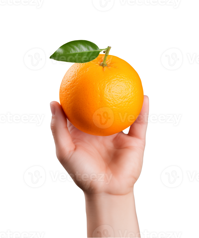 AI generated a hand-holding orange fruit isolated on a transparent background, PNG