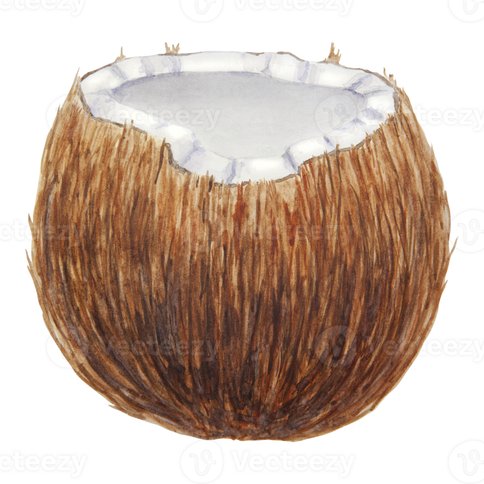 Half a broken coconut. Tropical botanical hand drawn watercolor illustration isolated on white. Exotic object for travel, spa, relax, beauty business design. Ingredient of dishes, cocktails, drinks png