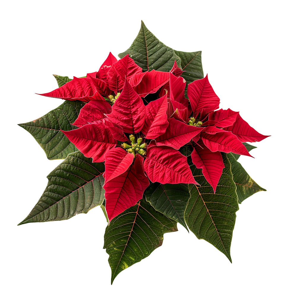 AI generated Poinsettia flower png isolated on transparent background