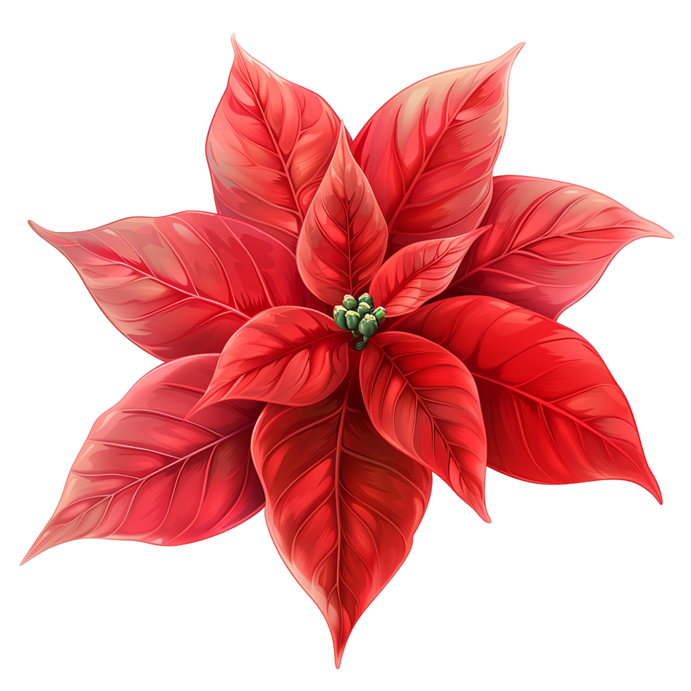 AI generated Poinsettia flower png isolated on transparent background