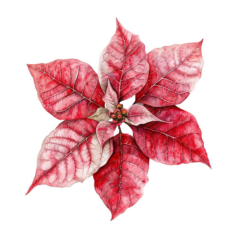 AI generated Poinsettia flower png isolated on transparent background