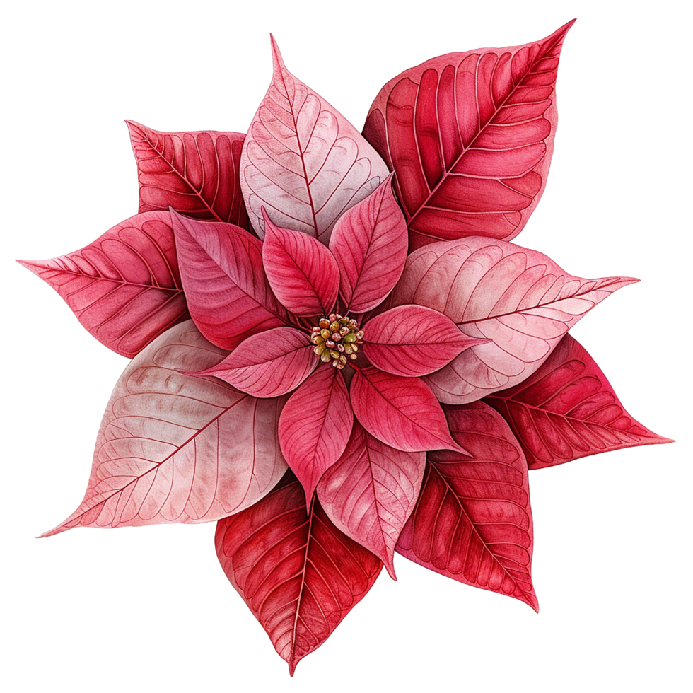 AI generated Poinsettia flower png isolated on transparent background