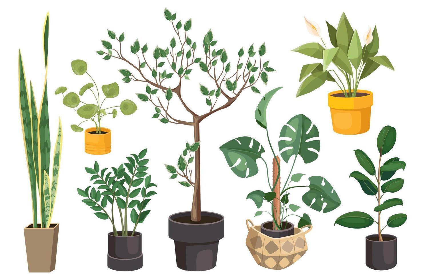 plantas de interior conjunto gráfico elementos en plano diseño. haz de en conserva plantas, monstruo, ficus, callas y otro diferente tipos de planta y hogar arboles en ollas. vector ilustración aislado objetos