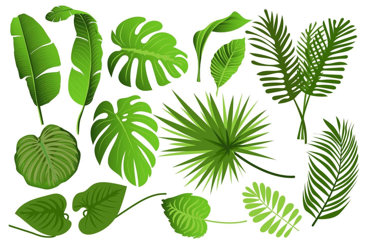 tropical hojas conjunto gráfico elementos en plano diseño. haz de diferente tipo exótico hojas, verde selva plantas, monstruo, plátano y otro botánico sucursales. vector ilustración aislado objetos