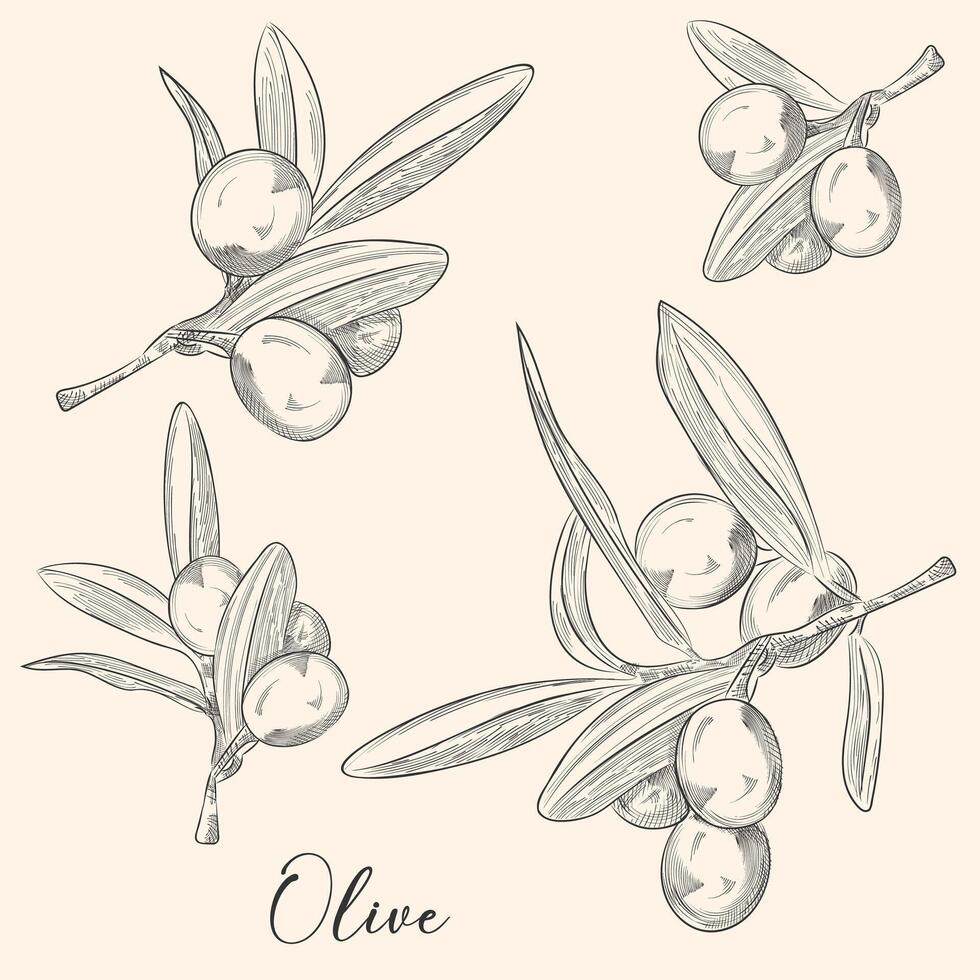 Sketch olive tree branches, hand drawn, ink style vector