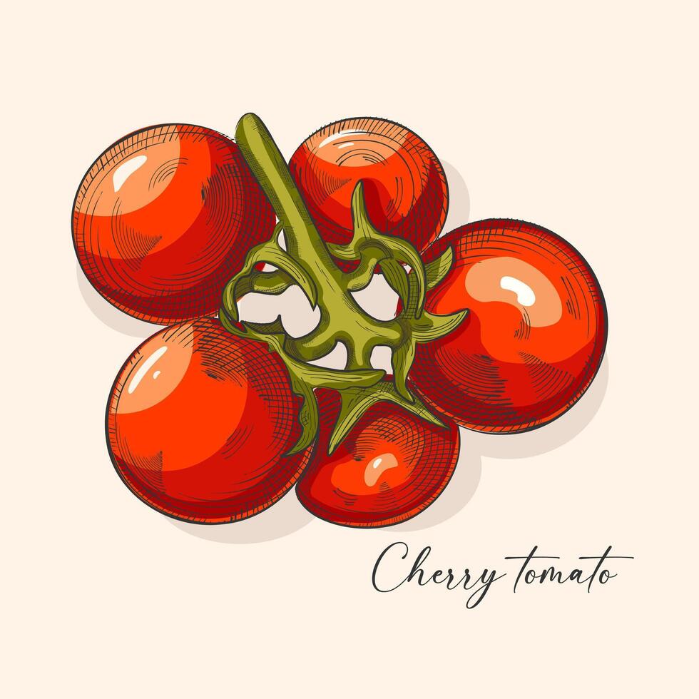 Tomato vector drawing Artistic style illustration. Detailed vegetarian food sketch. Farm market product. Great for label, banner, poster