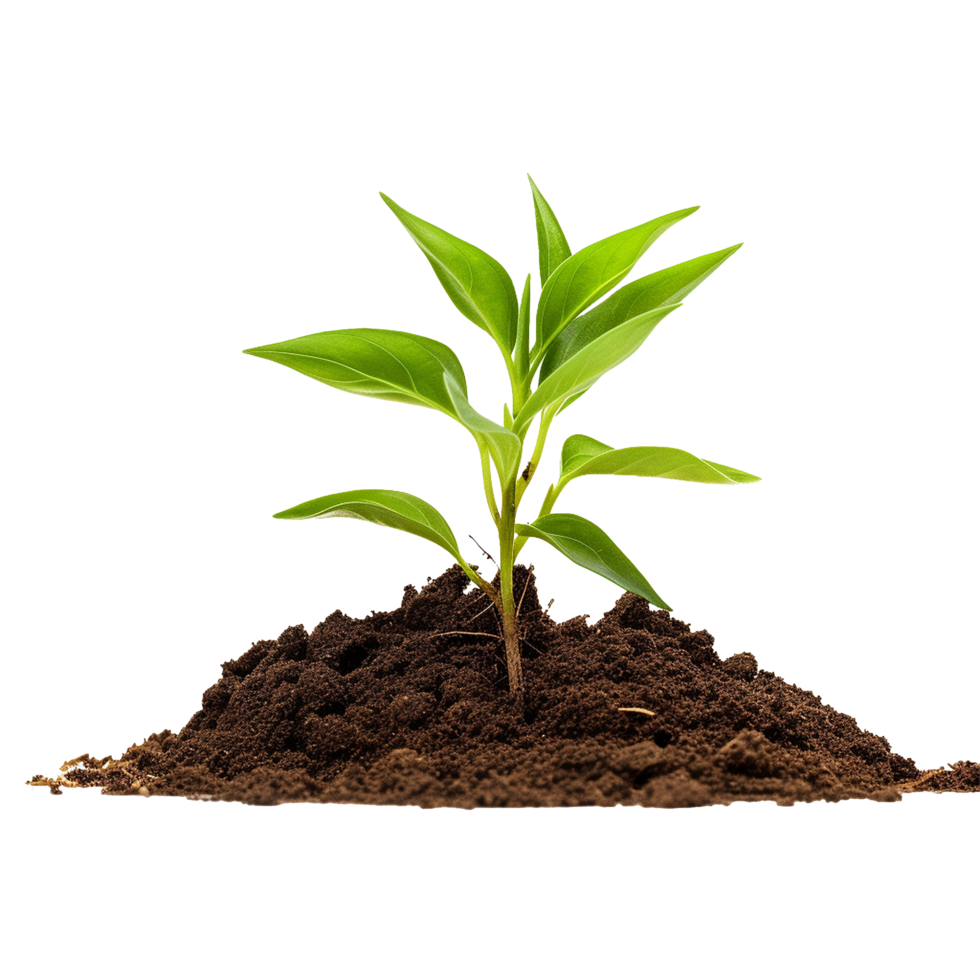 AI generated Small Plant in soil png isolated on transparent background
