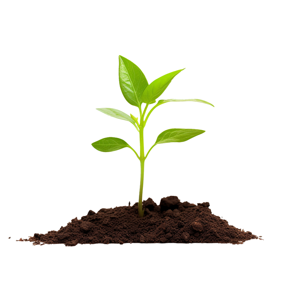 AI generated Small Plant in soil png isolated on transparent background
