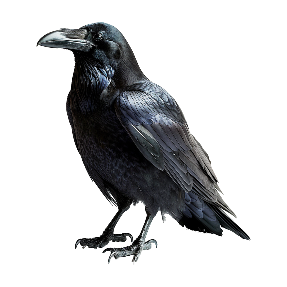 AI generated Raven isolated on transparent background png