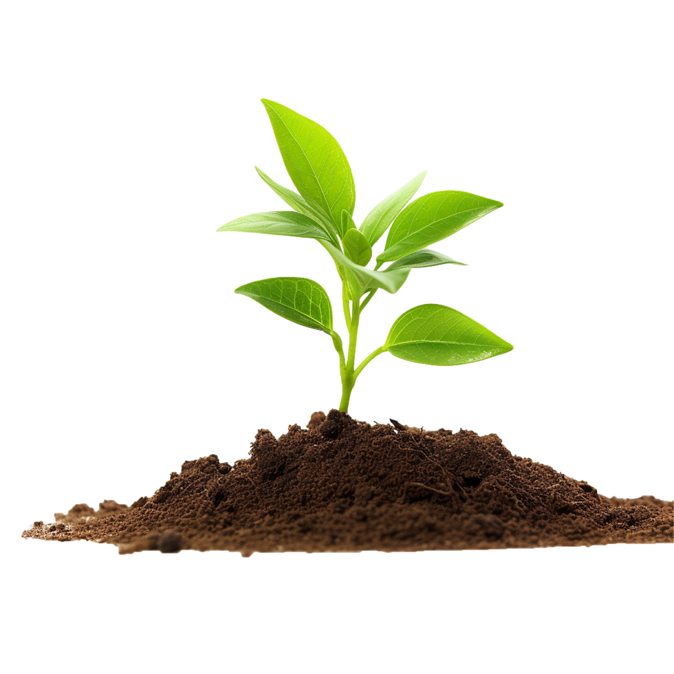 AI generated Small Plant in soil png isolated on transparent background