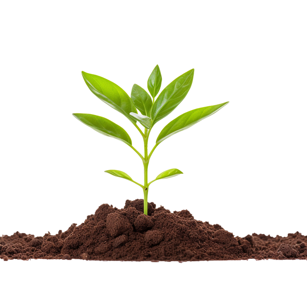 AI generated Small Plant in soil png isolated on transparent background
