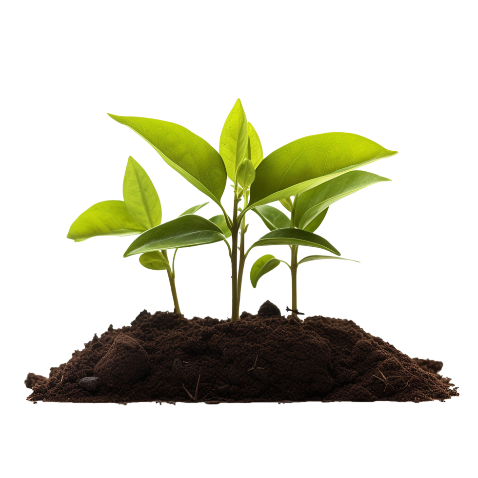 AI generated Small Plant in soil png isolated on transparent background
