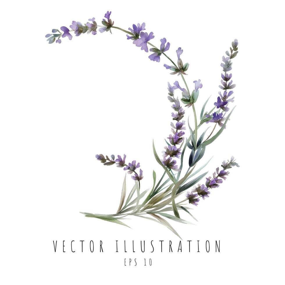 lavanda curva acuarela elemento aislado en blanco antecedentes. vector ilustración