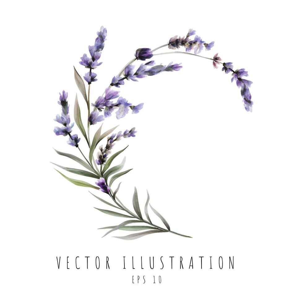 Lavender watercolor curve isolated on white background. Vector illustration