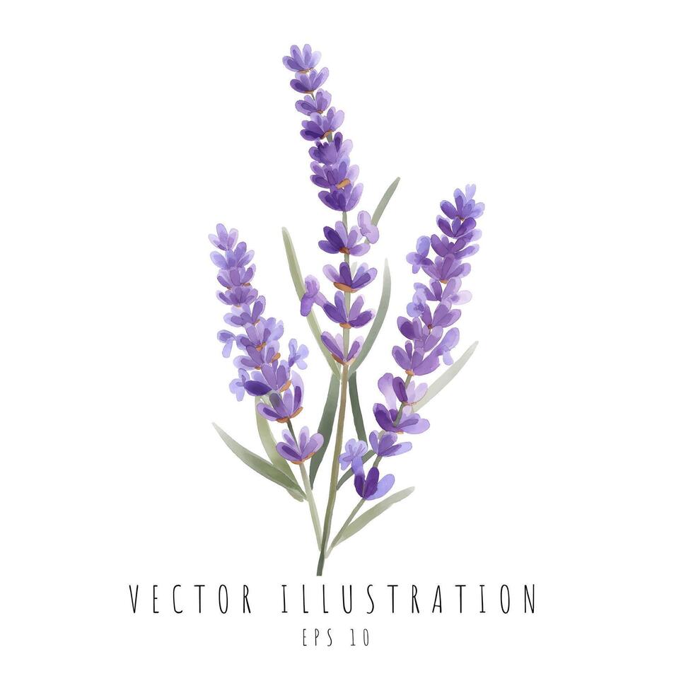 lavanda acuarela flores natural aislado en blanco antecedentes. vector ilustración