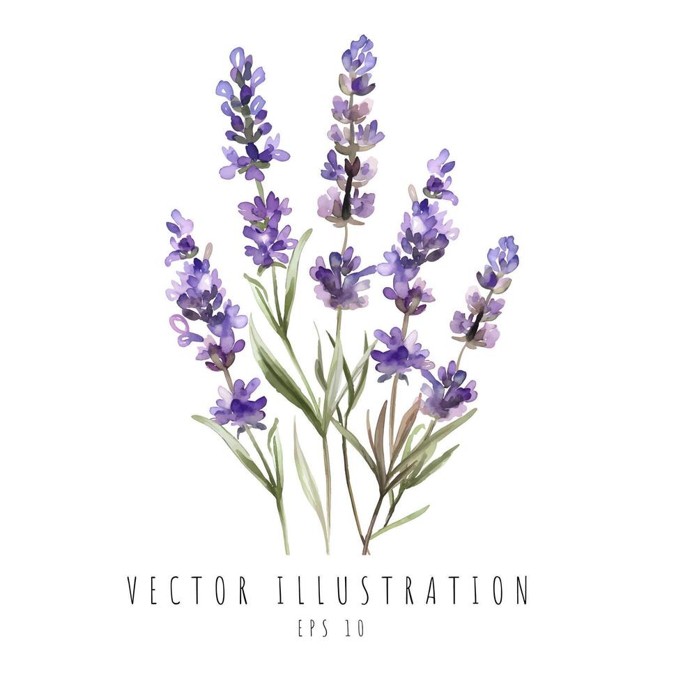 Lavender flowers watercolor isolated on white background. Vector illustration