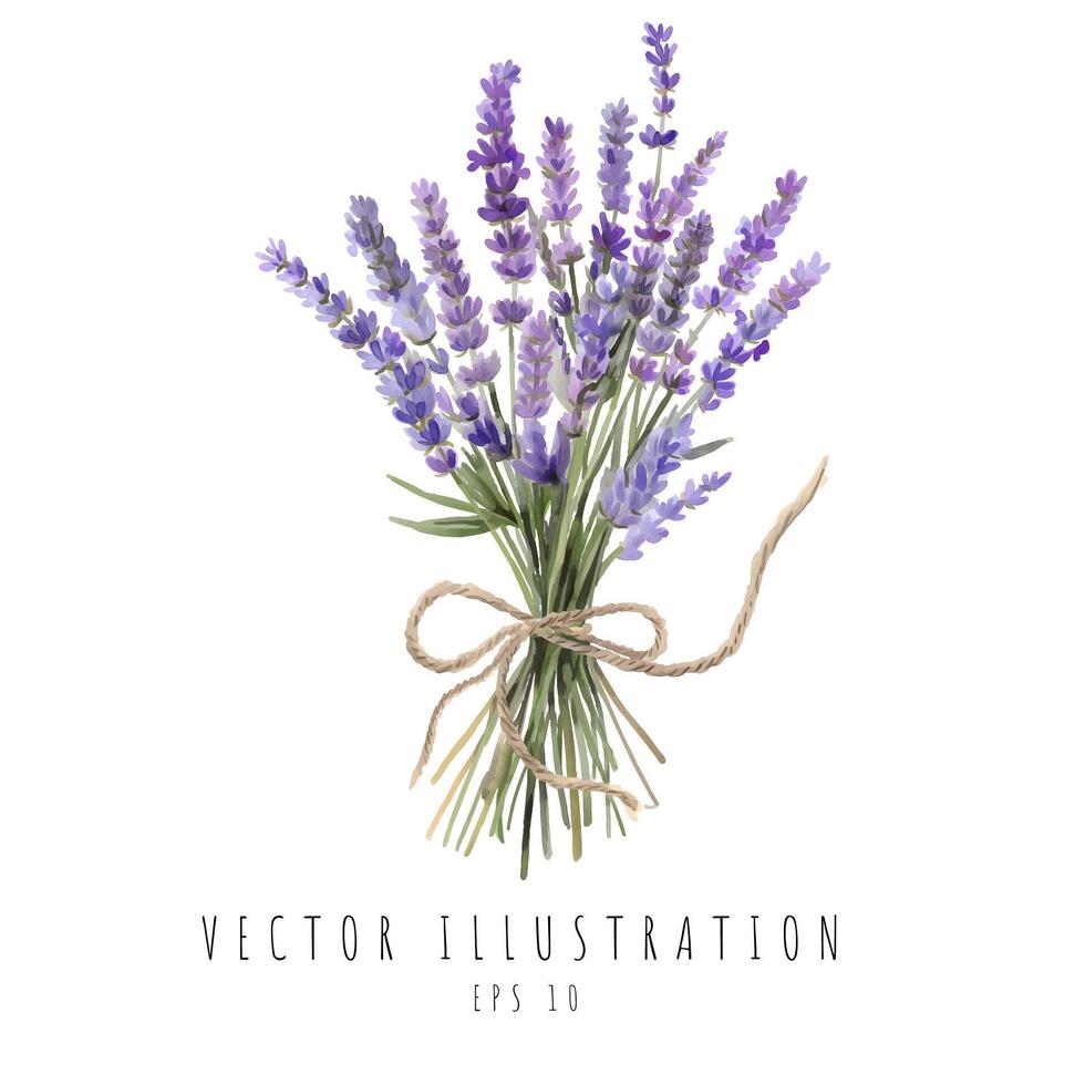 Lavender bouquet watercolor isolated on white background. Vector illustration