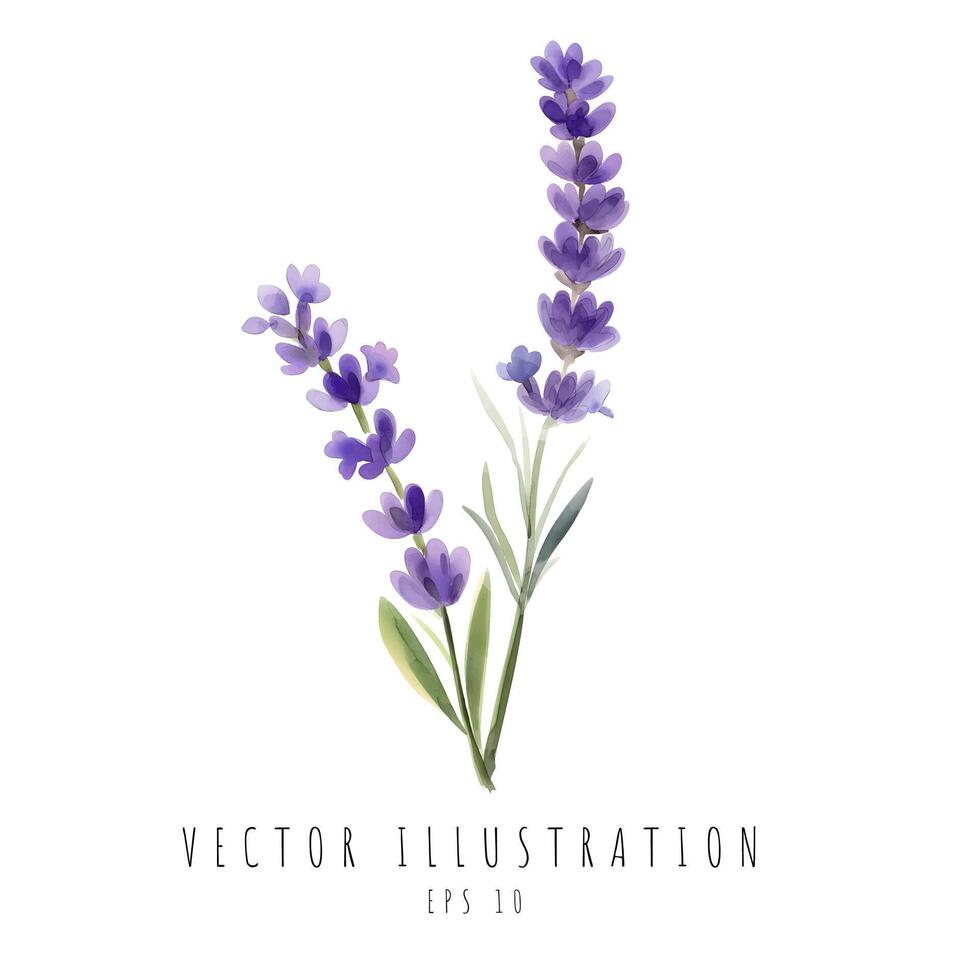 lavanda hermosa floral ramos de flores aislado en blanco antecedentes. vector ilustración