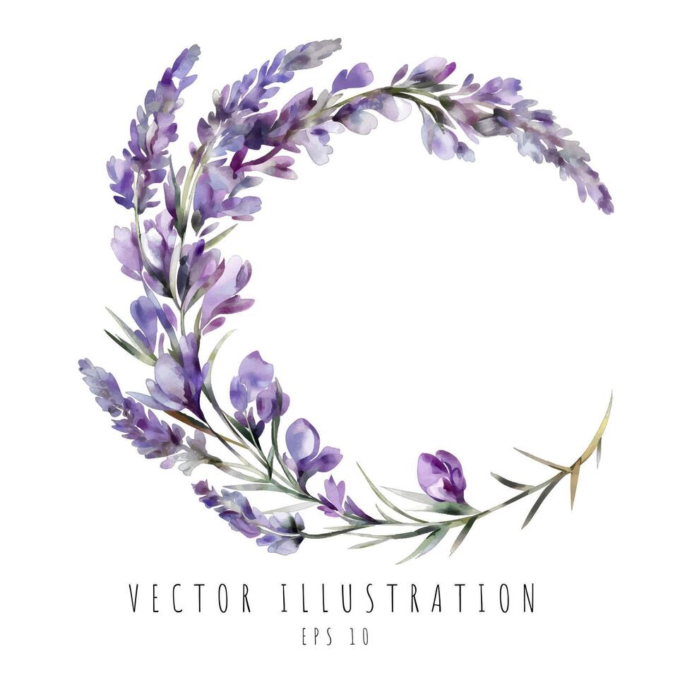 Lavender curve watercolor digital painting isolated on white background. Vector illustration